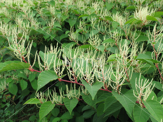 Japanse duizendknoop (Fallopia japonica)