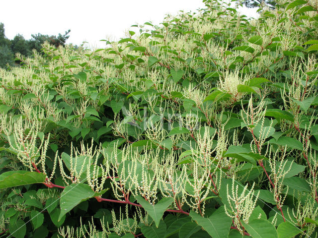 Japanse duizendknoop (Fallopia japonica)