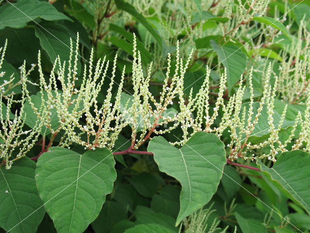 Japanse duizendknoop (Fallopia japonica)