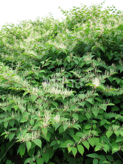 Japanse duizendknoop (Fallopia japonica)