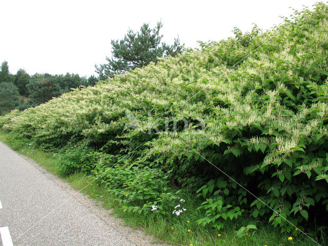 Japanse duizendknoop (Fallopia japonica)