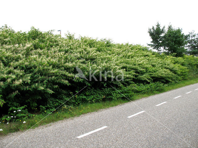 Japanse duizendknoop (Fallopia japonica)