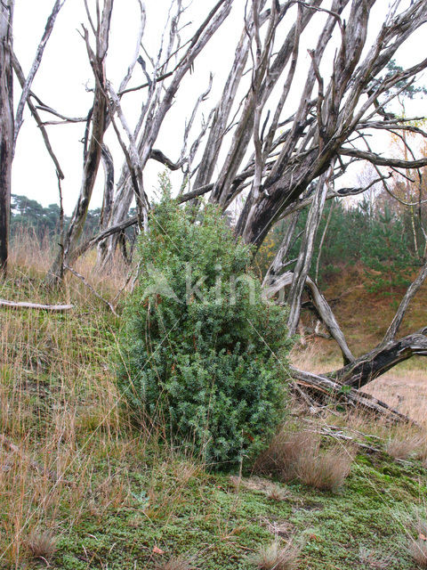 Jeneverbes (Juniperus communis)