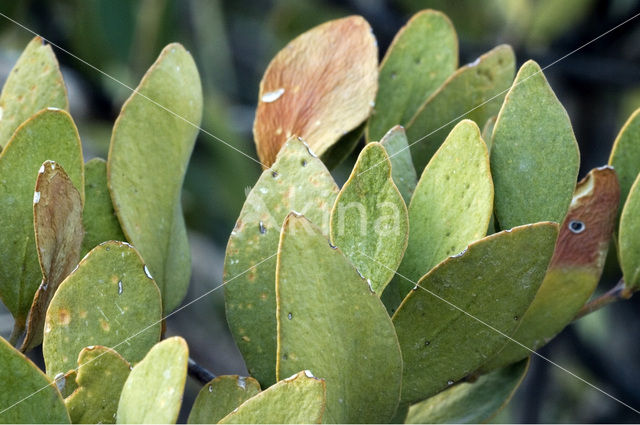 jojoba (Simmondsia chinensis)