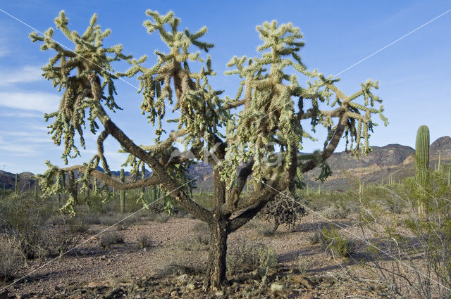 Jumping Cholla