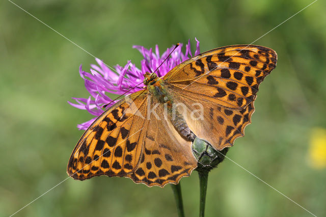 Keizersmantel (Argynnis paphia)