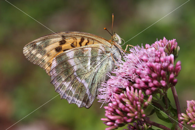 Keizersmantel (Argynnis paphia)