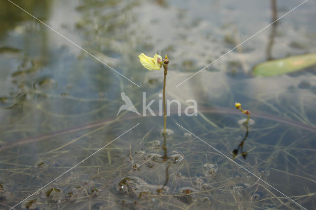 Klein blaasjeskruid (Utricularia minor)