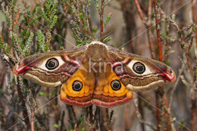 Kleine nachtpauwoog (Saturnia pavonia)