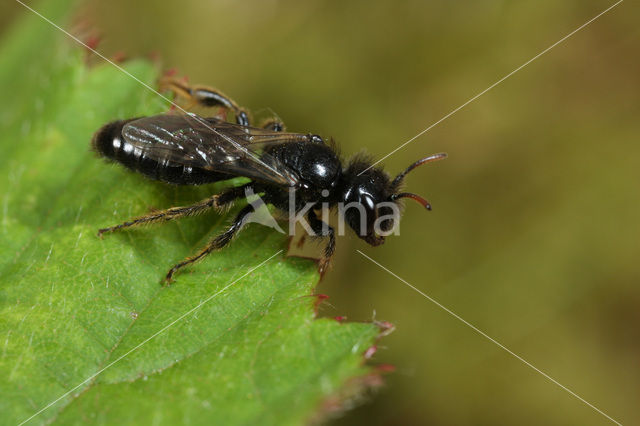 Kleine roetbij (Panurgus calcaratus)