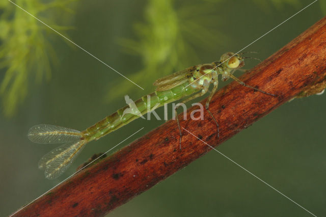 Kleine Roodoogjuffer (Erythromma viridulum)