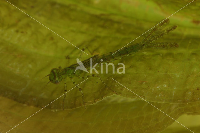 Kleine Roodoogjuffer (Erythromma viridulum)