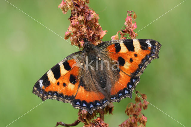 Kleine vos (Aglais urticae)