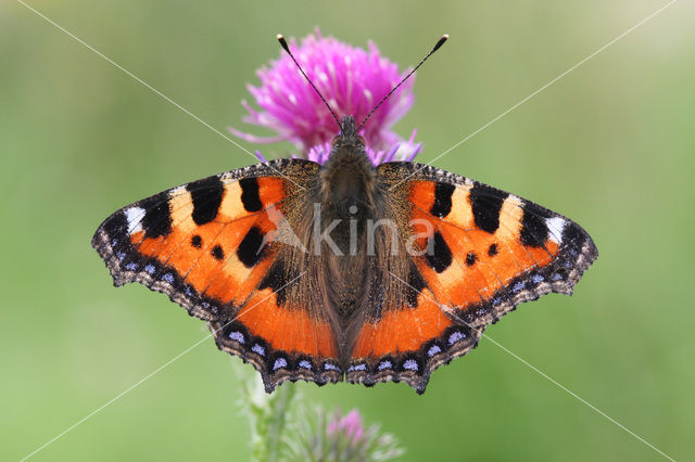 Kleine vos (Aglais urticae)