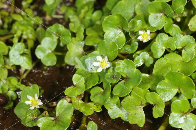 Klimopwaterranonkel (Ranunculus hederaceus)