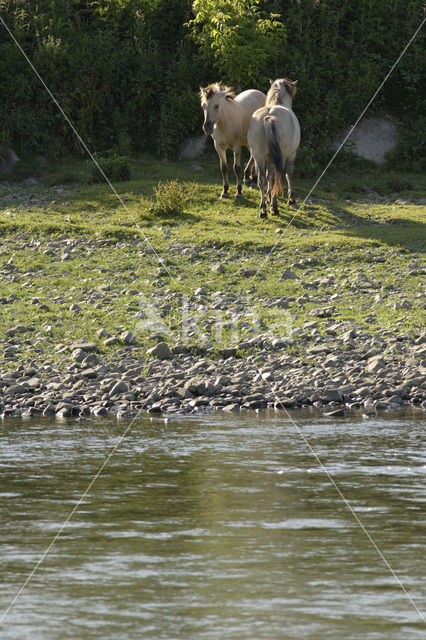 Konik horse  (Equus spp)