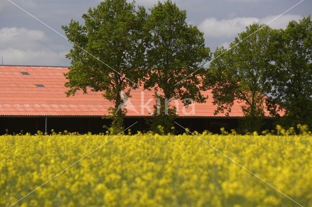 Koolzaad (Brassica napus)