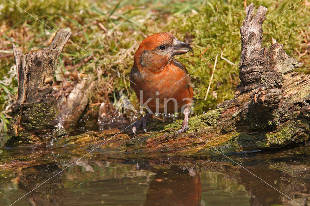 Kruisbek (Loxia curvirostra)