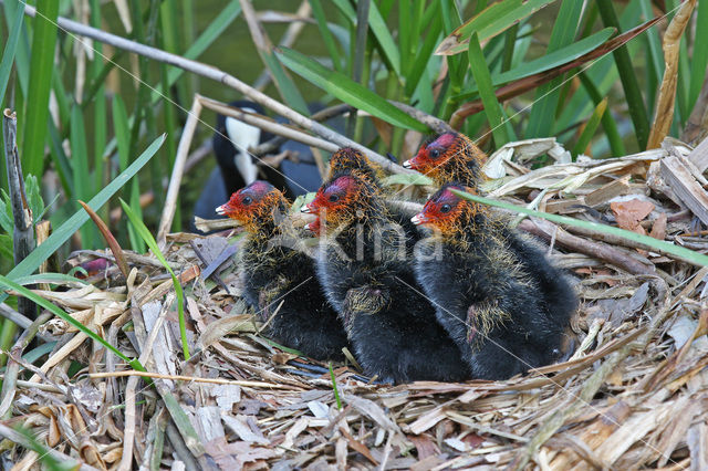 Meerkoet (Fulica atra)