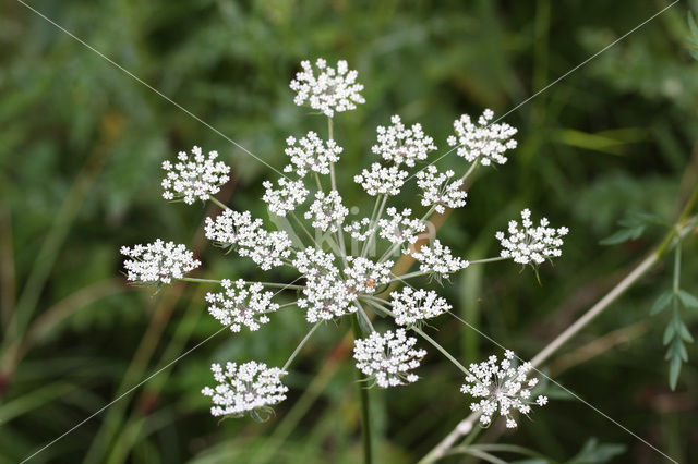 Melkeppe (Peucedanum palustre)