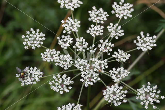 Melkeppe (Peucedanum palustre)