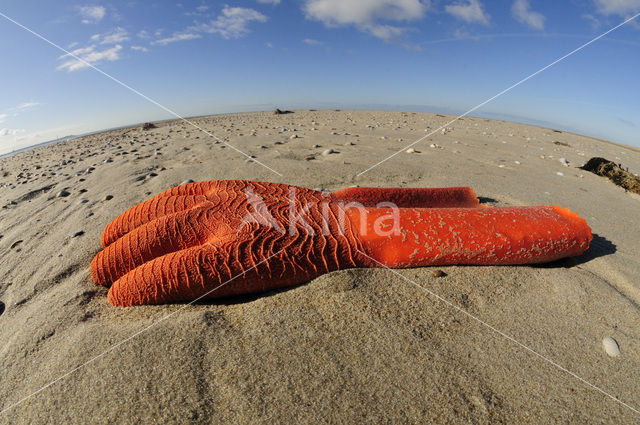 Nationaal Park Duinen van Texel