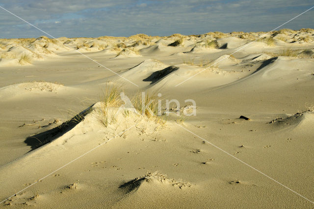 Nationaal Park Duinen van Texel