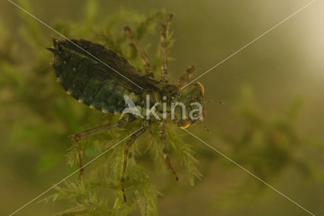 Noordse witsnuitlibel (Leucorrhinia rubicunda)