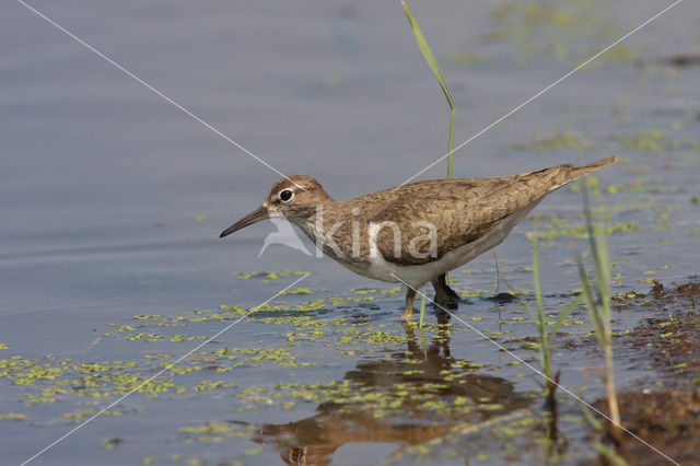 Oeverloper (Actitis hypoleucos)