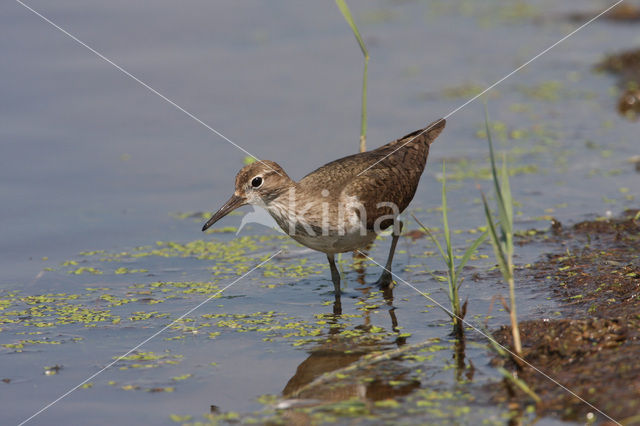 Oeverloper (Actitis hypoleucos)