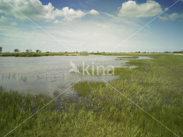 Oostvaardersplassen