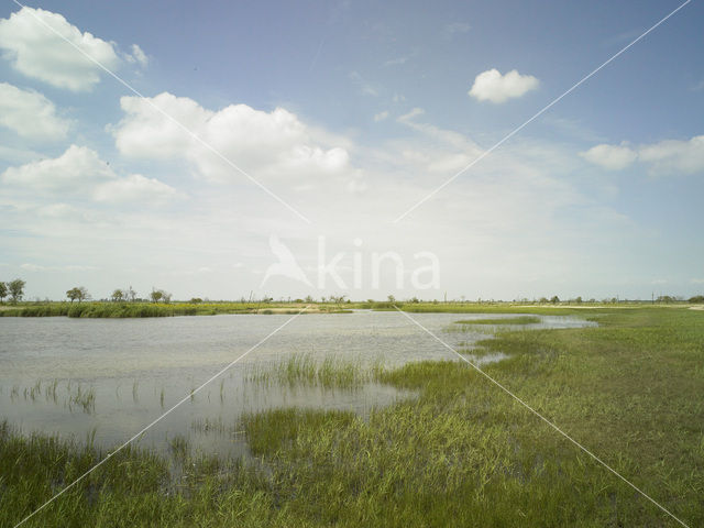 Oostvaardersplassen