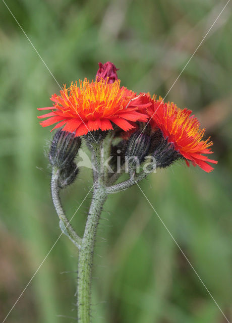 Oranje havikskruid (Hieracium aurantiacum)