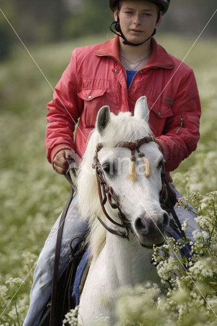 Paard (Equus spp)