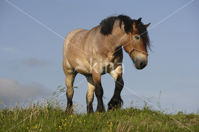 Paard (Equus spp)