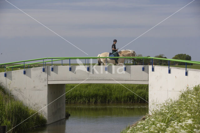 Paard