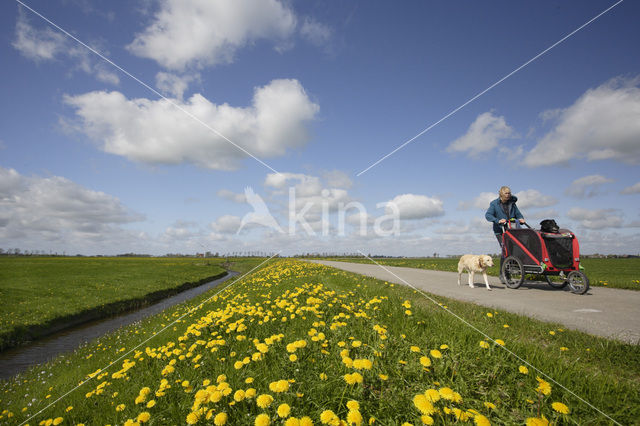 Paardenbloem (Taraxacum spec.)