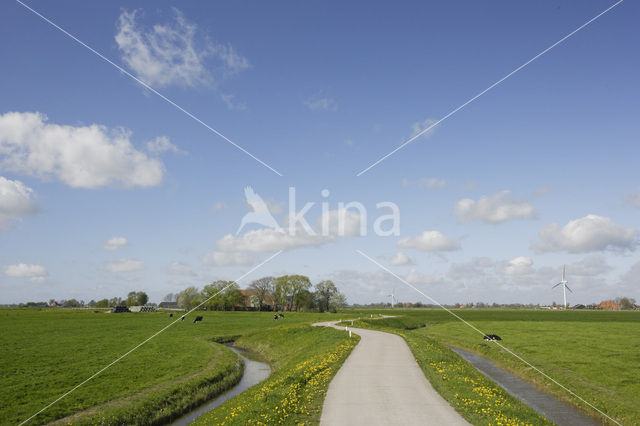 Paardenbloem (Taraxacum spec.)