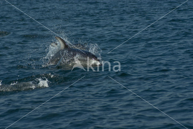 Pacifische Witflankdolfijn (Lagenorhynchus obliquidens)