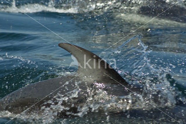 Pacifische Witflankdolfijn (Lagenorhynchus obliquidens)