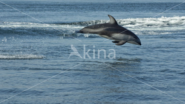 Pacifische Witflankdolfijn (Lagenorhynchus obliquidens)