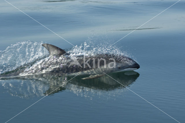 Pacifische Witflankdolfijn (Lagenorhynchus obliquidens)