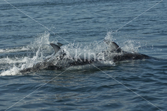 Pacifische Witflankdolfijn (Lagenorhynchus obliquidens)