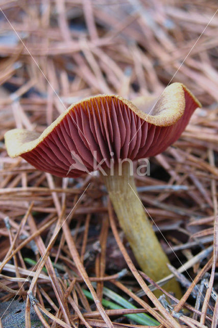 Pagemantel (Cortinarius semisanguineus)