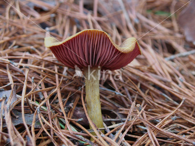 Pagemantel (Cortinarius semisanguineus)