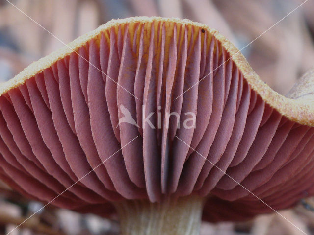 Pagemantel (Cortinarius semisanguineus)