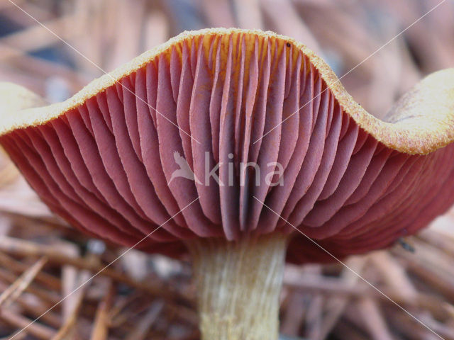 Pagemantel (Cortinarius semisanguineus)