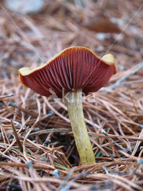 Pagemantel (Cortinarius semisanguineus)