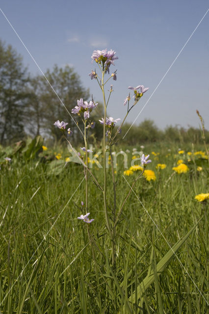 Pinksterbloem (Cardamine pratensis)