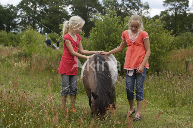 Pony (Equus spp)